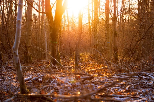 forest crime Sunny forest.
