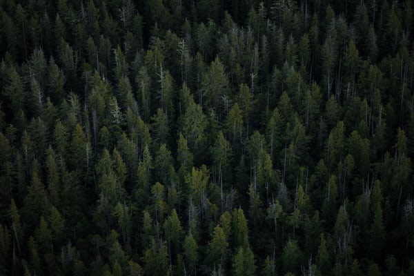 forestry Amazon Launches Accelerator with Funding for Environmentally Focused Start-ups
