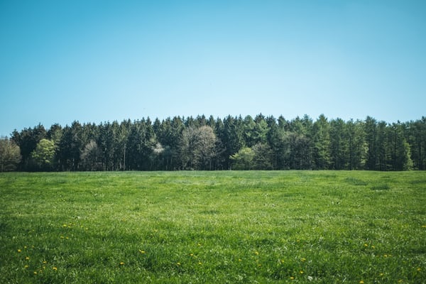 green field Green field in front of row of trees.
