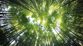 Circle of trees