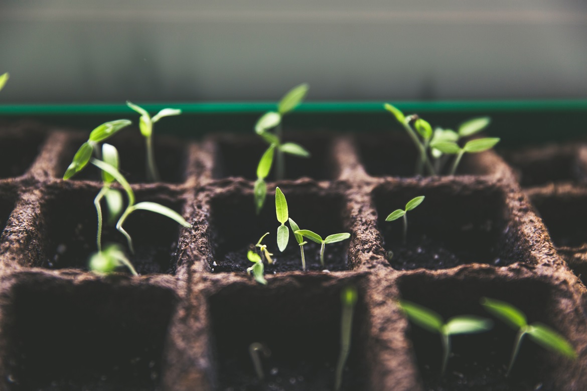 markus-spiske-vrbZVyX2k4I-unsplash Seedlings
