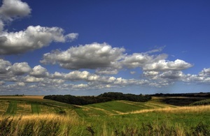 meadow