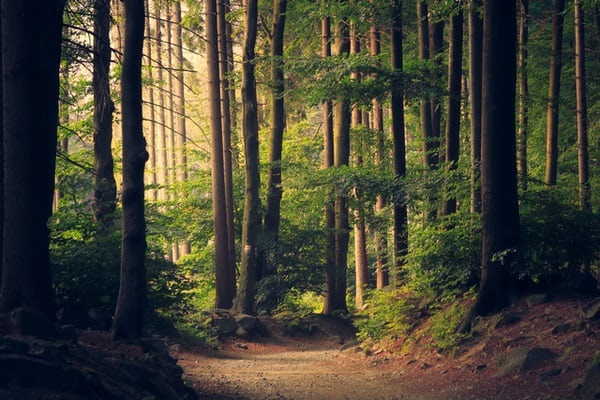 nature Nature- woodland.