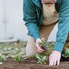 person planting a plant