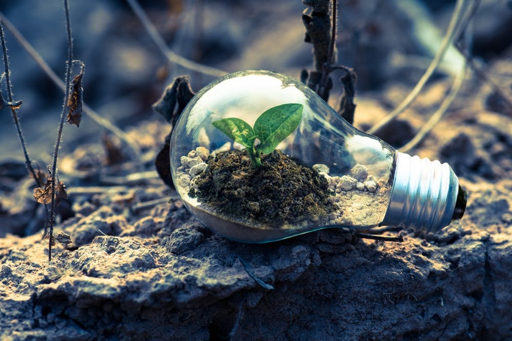 pexels-photo-1108572 plant growing in lightbulb