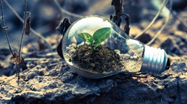 plant growing in lightbulb