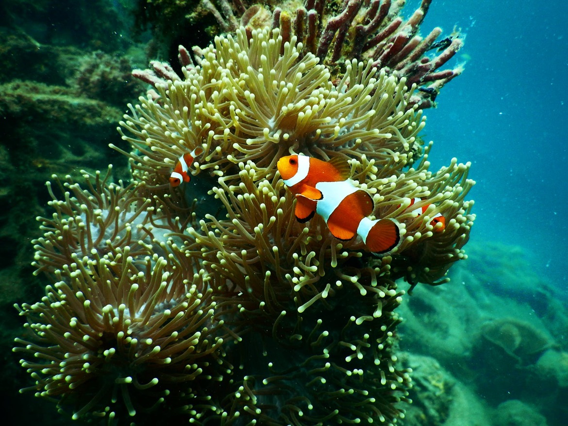 pexels-photo-1125979 clownfish in sea anemone