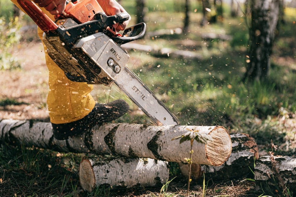pexels-photo-4206118 forestry