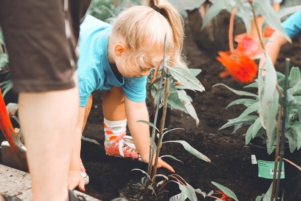 A young child planting a tree.