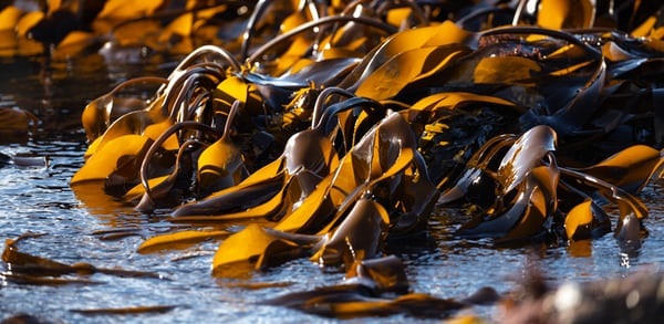 Piles of seaweed on shoreline.