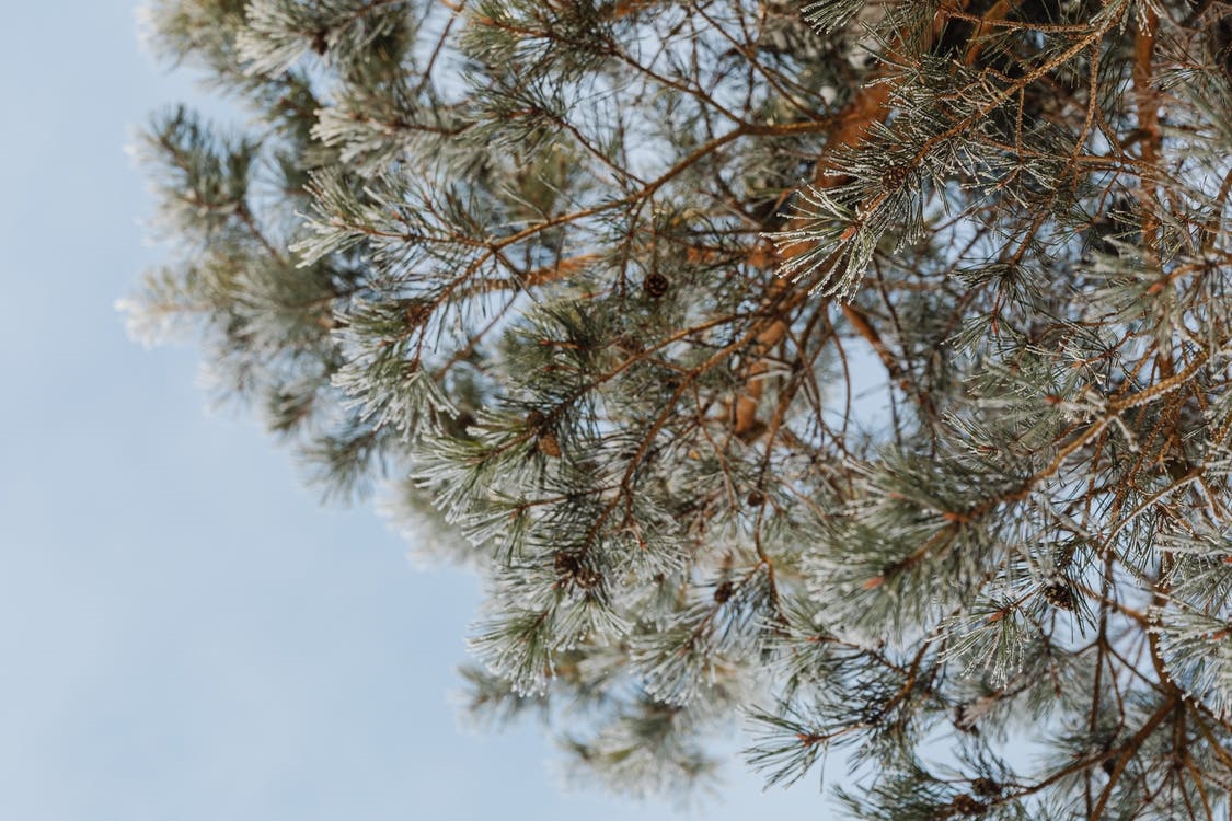 Strict controls on pine and cedar tree imports into Great Britain implemented