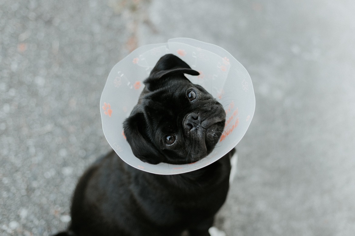priscilla-du-preez-2hc6ocDAsNY-unsplash