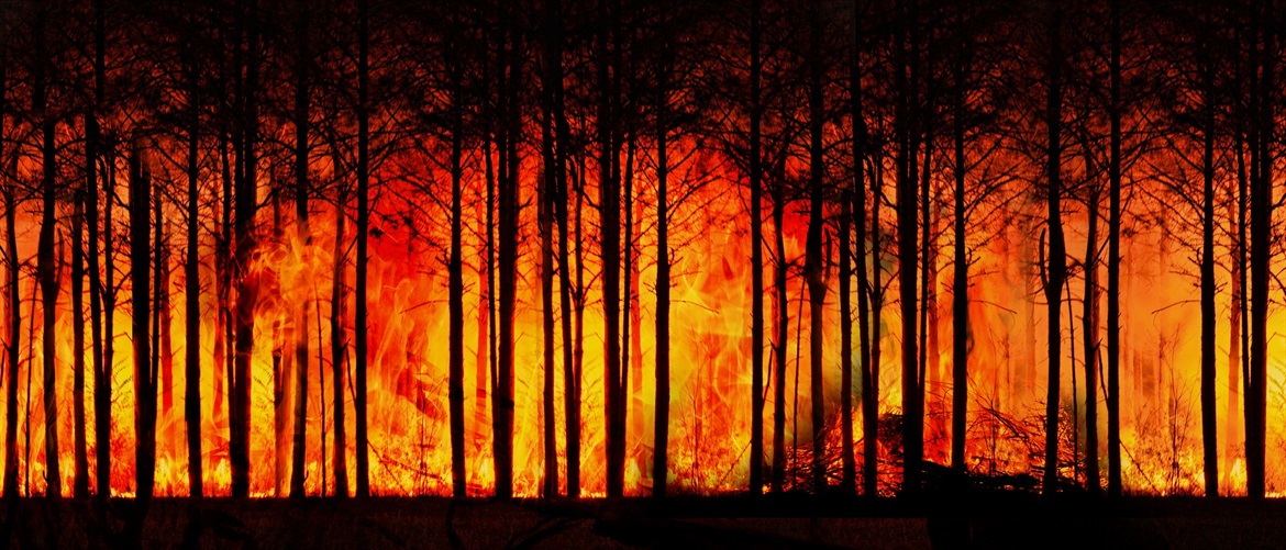 forest-fire-3836834_1920 forest-fire-3836834_1920