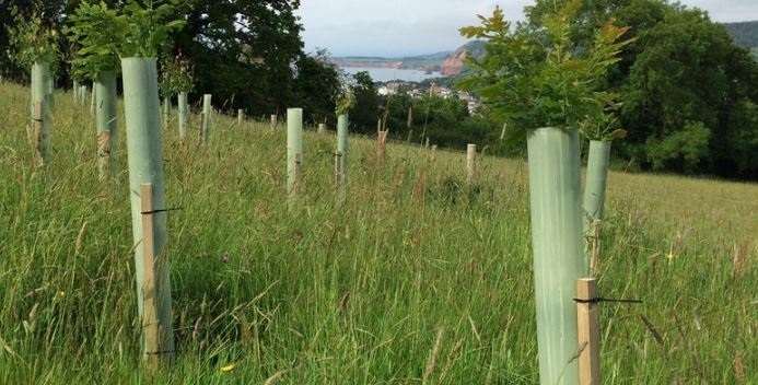 Woodland Creation - Forestry Commission South West Woodland Creation - Forestry Commission South West
