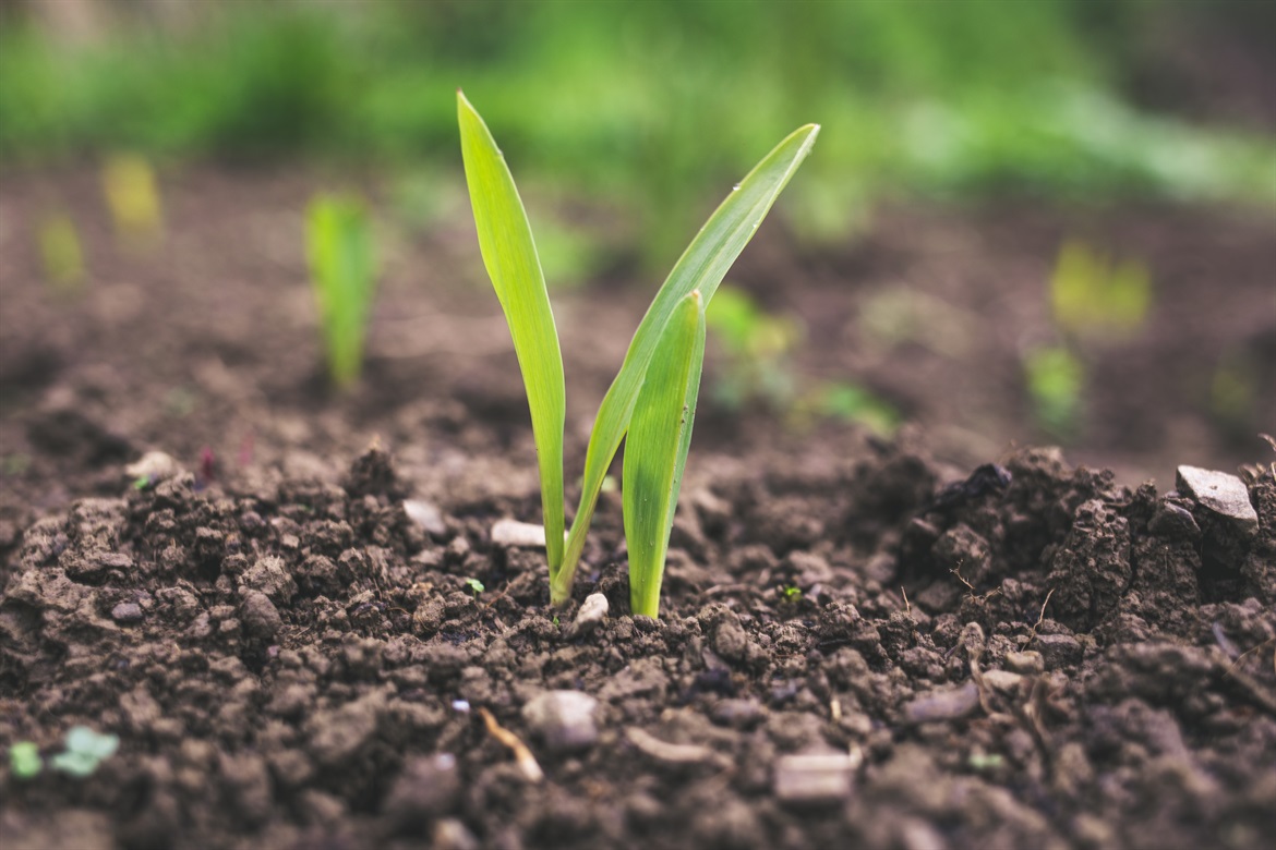 plant sprouted