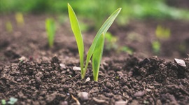 plant sprouted