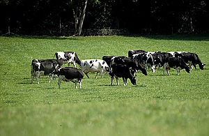 s300_s960_cattle-PL-1003738