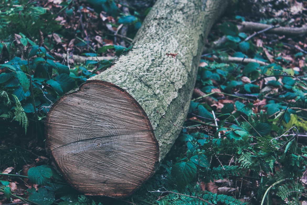 siora-photography-IMFDjmlpff4-unsplash